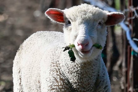 sheeplead