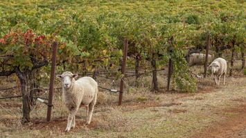 Two sheep grazing a vineyard