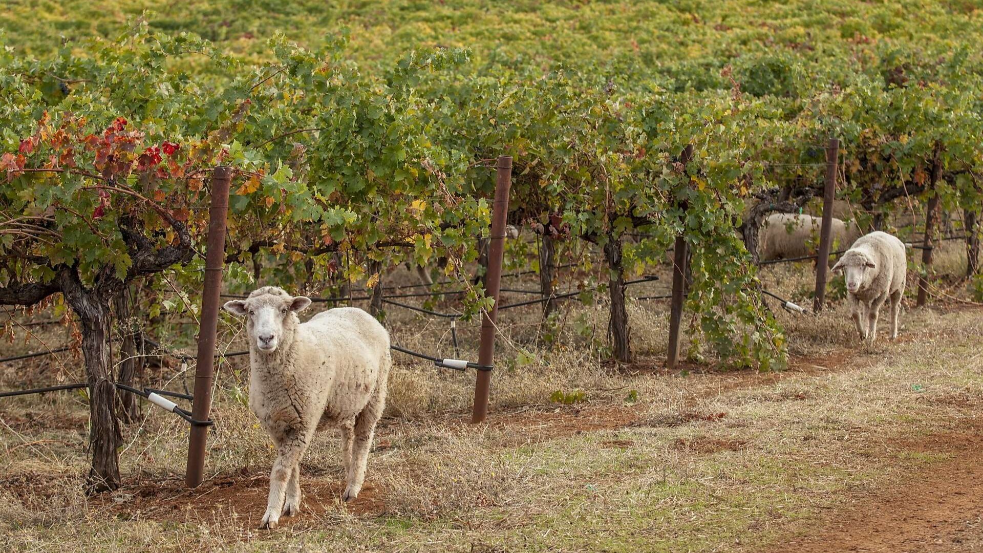 Two sheep grazing a vineyard